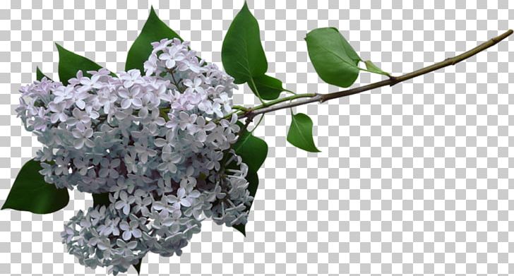 Lilac PNG, Clipart, Background White, Black White, Bmp File Format, Branch, Cdr Free PNG Download