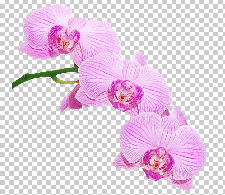 Moth Orchids Encourage Yourself PNG, Clipart, Art, Cattleya, Cut Flowers, Download, Flower Free PNG Download
