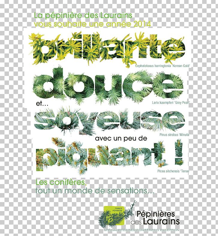 Rennes Horticulture Humour Winter PNG, Clipart, Conifers, Convention, Flora, Grass, Green Free PNG Download