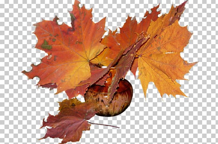 Flower Bouquet Maple Leaf Autumn PNG, Clipart, Albom, Autumn, Flower, Flower Bouquet, Internet Forum Free PNG Download