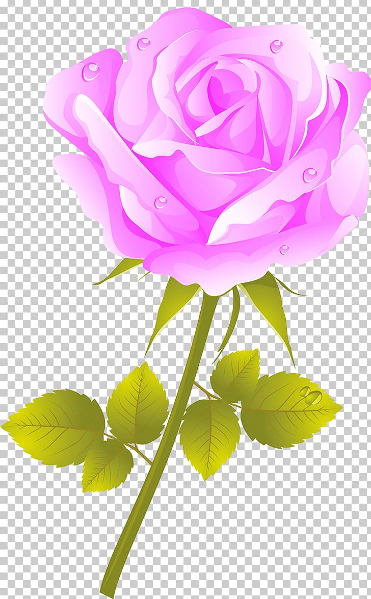 Garden Roses Cabbage Rose Flower Garden PNG, Clipart, Beach Rose, Bud, Computer Wallpaper, Cut Flowers, Flower Free PNG Download