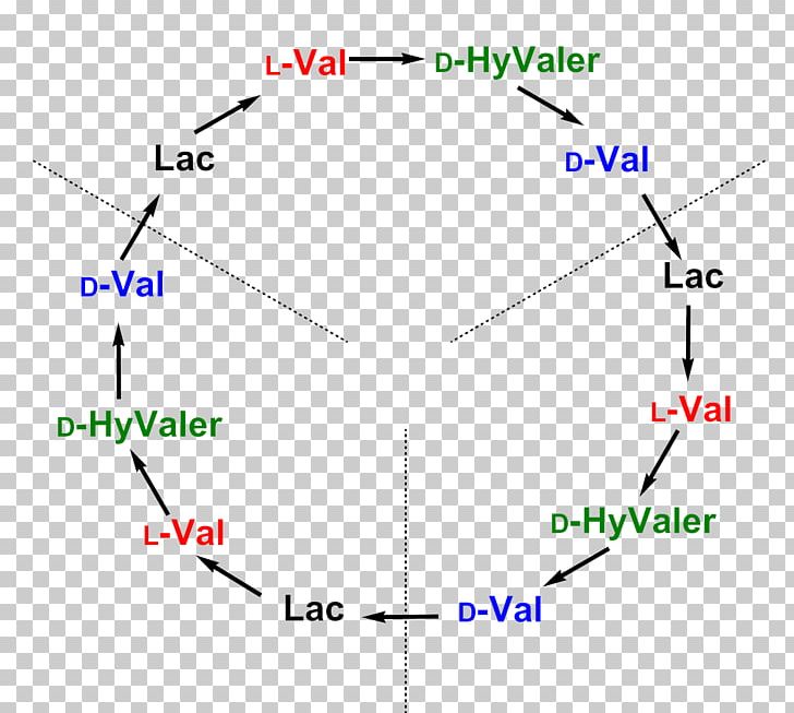 Valinomycin Gramicidin S Enterococcus Faecalis Oxidative Phosphorylation PNG, Clipart, Angle, Area, Bacteria, Biochemistry, Biosynthesis Free PNG Download