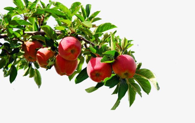 Apple Tree PNG, Clipart, Aksu, Aksu Apple, Apple, Apple Clipart, Apple Clipart Free PNG Download