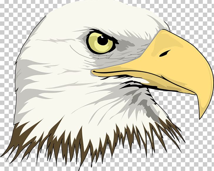 Bald Eagle Drawing PNG, Clipart, Accipitriformes, Animals, Art, Beak, Bird Free PNG Download