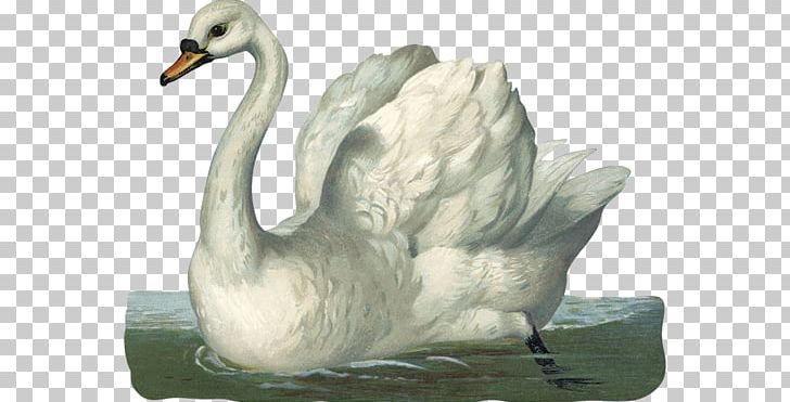 Bird Duck Goose Domestic Animal PNG, Clipart, Animal, Animals, Beak, Bird, Bird Migration Free PNG Download