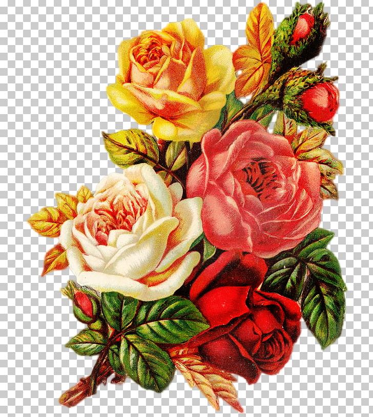 Garden Roses Centifolia Roses Flower PNG, Clipart, Artificial Flower, Bouquet, Centifolia Roses, Cut Flowers, Drawing Free PNG Download