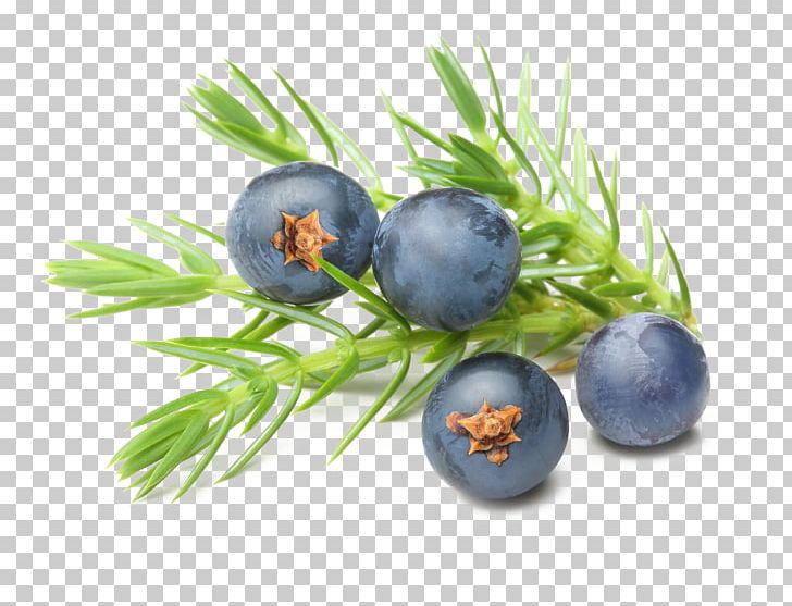 Gin Juniper Berry Essential Oil Common Juniper PNG, Clipart, Berry, Bilberry, Blueberries, Blueberry, Common Juniper Free PNG Download