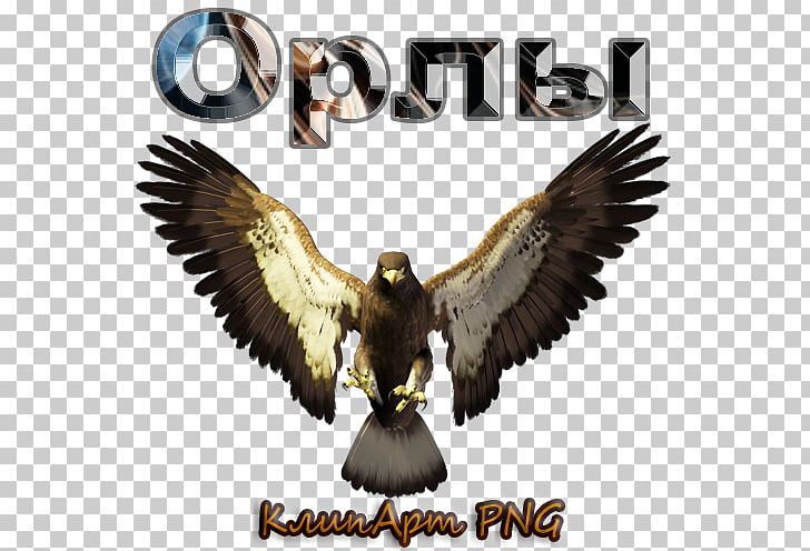 True Eagles Bird Portable Network Graphics PNG, Clipart, Accipitriformes, Air, Animals, Beak, Bird Free PNG Download