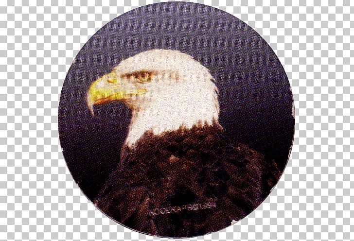 Bald Eagle Bird White-tailed Eagle Beak PNG, Clipart, Accipitriformes, African Fish Eagle, Bald Eagle, Beak, Bird Free PNG Download