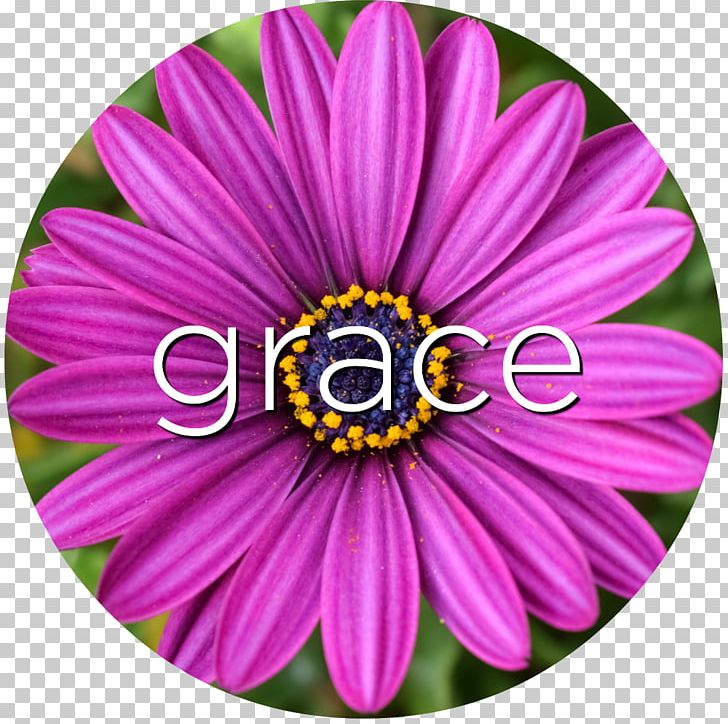 Cut Flowers Dahlia Transvaal Daisy Common Daisy PNG, Clipart, Aster, Chrysanthemum, Chrysanths, Common Daisy, Complex Regional Pain Syndrome Free PNG Download