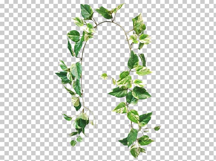 Devil's Ivy Garland Variegation Flower Plant Stem PNG, Clipart,  Free PNG Download