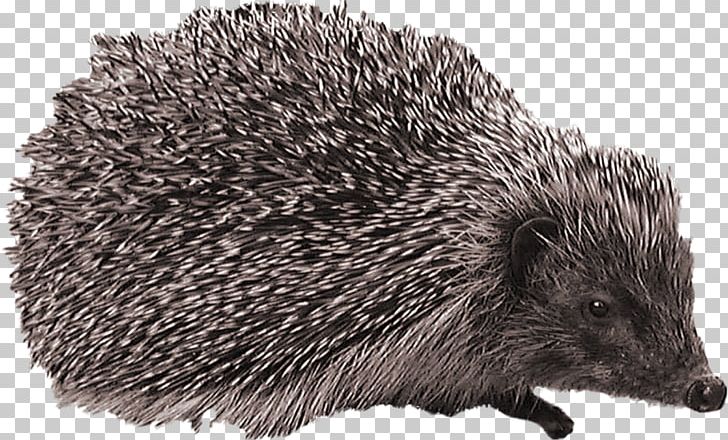 European Hedgehog Computer Icons PNG, Clipart, Animals, Computer Icons, Digital Image, Domesticated Hedgehog, Echidna Free PNG Download