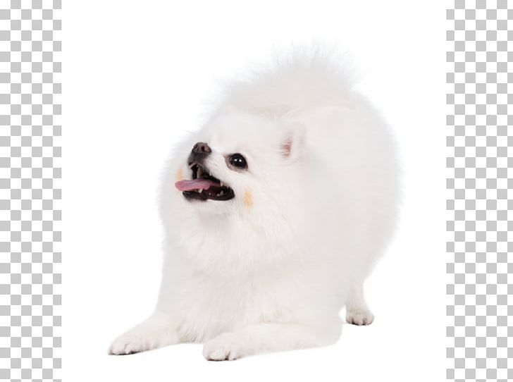 German Spitz Klein Pomeranian German Spitz Mittel Japanese Spitz American Eskimo Dog PNG, Clipart, American Eskimo Dog, Animals, Carnivoran, Companion Dog, Dog Free PNG Download