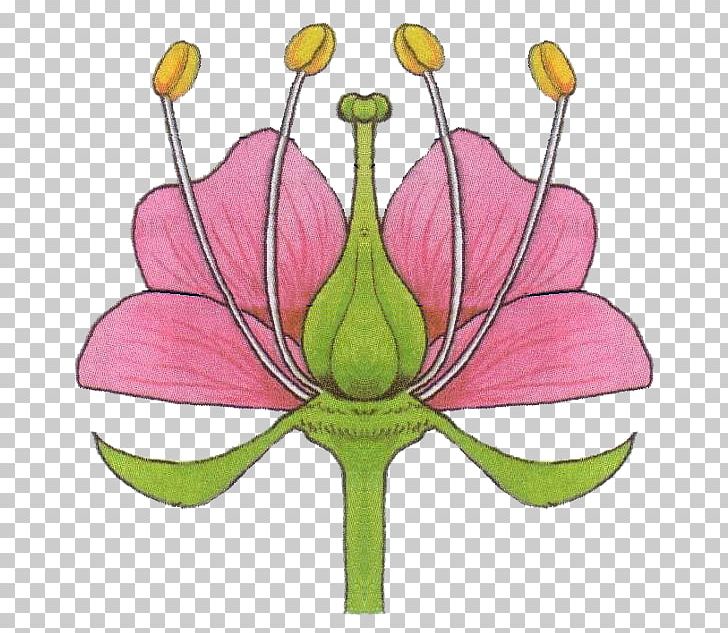 Petal Flower Stamen Plants Lesson PNG, Clipart, Biology, Botany, Cut Flowers, Flora, Floral Formula Free PNG Download
