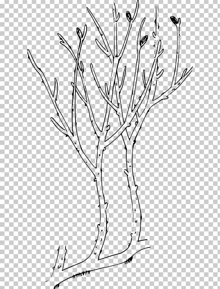 Rhyniophytina Rhynia Psilophytopsida Aglaophyton Psilotum PNG, Clipart, Area, Artwork, Black And White, Branch, Devonian Free PNG Download