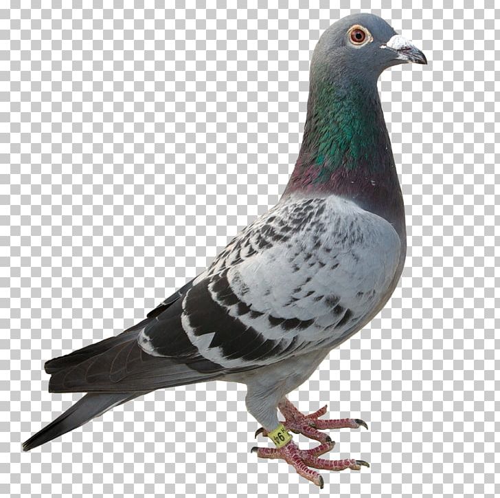 Rock Dove Columbidae Animaatio PNG, Clipart, Animaatio, Animated Film, Beak, Bird, Columbidae Free PNG Download