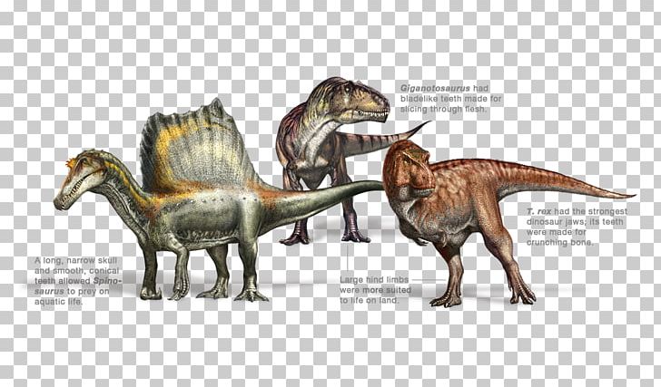 Spinosaurus Dinosaur Tyrannosaurus Rex Allosaurus Torvosaurus PNG, Clipart, Allosaurus, Animal Figure, Carnivore, Chordata, Cretaceous Free PNG Download