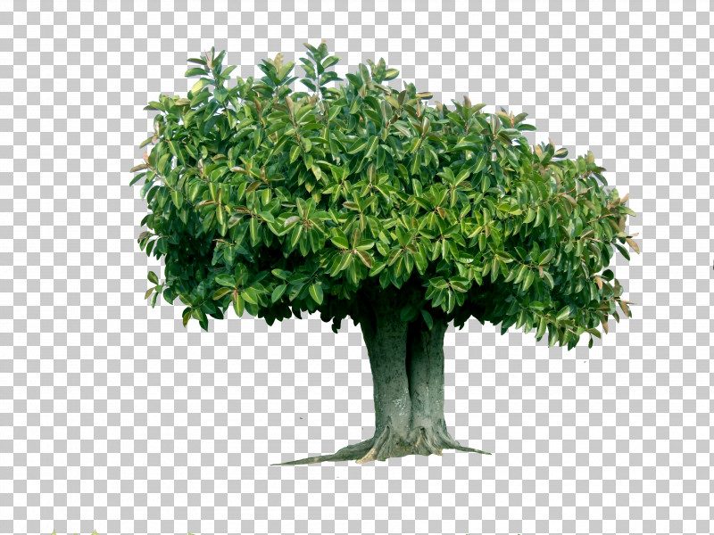 Walnut Tree PNG, Clipart, Branch, Cerbera Odollam, Chinese Sweet Plum, Deodar Cedar, Fig Trees Free PNG Download