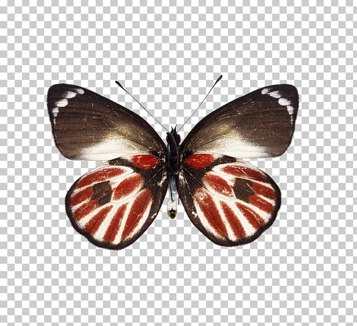Butterfly Натяжна стеля Ceiling PNG, Clipart, Architectural Engineering, Brush Footed Butterfly, Business, Insect, Insects Free PNG Download