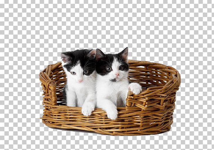 Kitten Cat Puppy Dog Felidae PNG, Clipart, Animal, Animals, Bamboo Tree, Basket, Baskets Free PNG Download