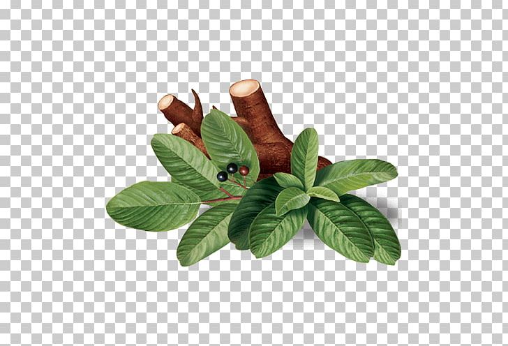 Leaf Herb PNG, Clipart, Herb, Leaf, Plant Free PNG Download