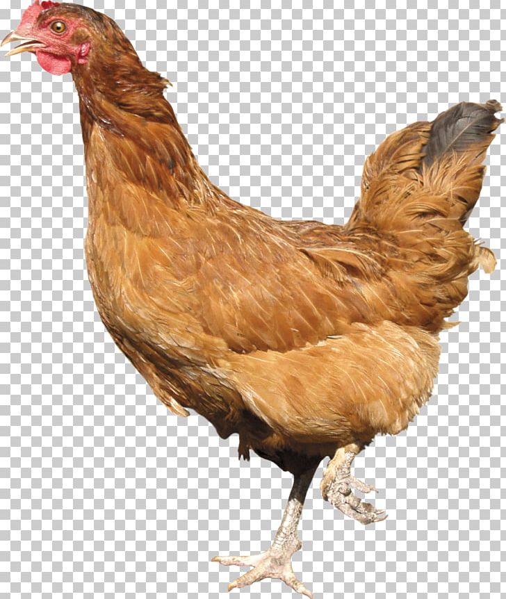 Plymouth Rock Chicken Cornish Chicken Leghorn Chicken Rhode Island Red Kadaknath PNG, Clipart, Animals, Beak, Bird, Chicken, Chicken Meat Free PNG Download