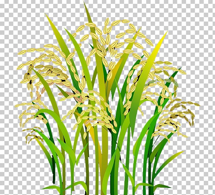 Rice Oryza Sativa PNG, Clipart, Aquarium Decor, Brown Rice, Cereal, Commodity, Decoration Free PNG Download