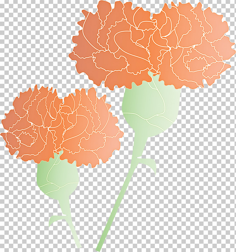 Mothers Day Carnation Mothers Day Flower PNG, Clipart, Carnation, Cut Flowers, Dianthus, Flower, Geranium Free PNG Download