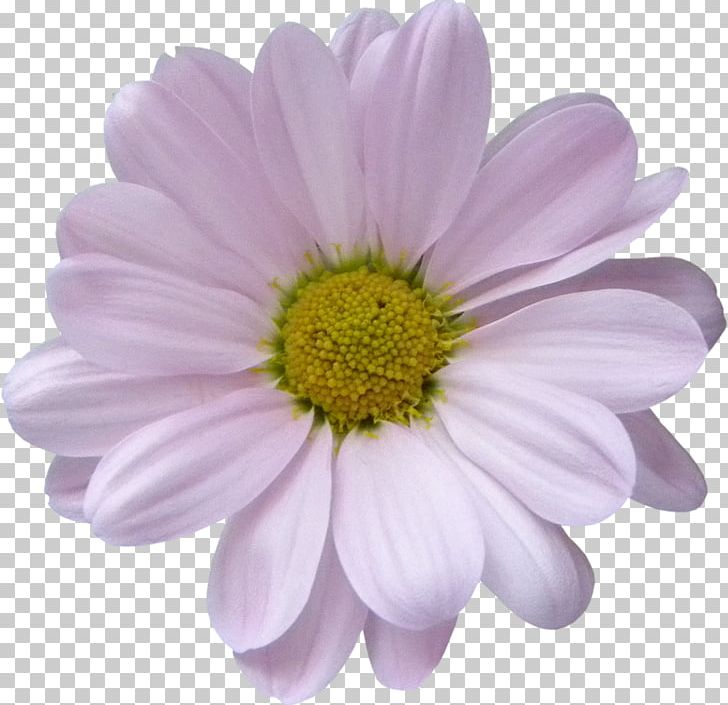 Lilac Violet Argyranthemum Frutescens Daisy Family Purple PNG, Clipart, Annual Plant, Argyranthemum Frutescens, Aster, Chrysanthemum, Chrysanths Free PNG Download