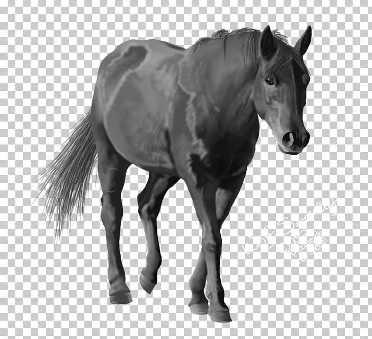 Mane Horse Halter Foal Stallion PNG, Clipart, Animals, Bit, Black And White, Bridle, Colt Free PNG Download