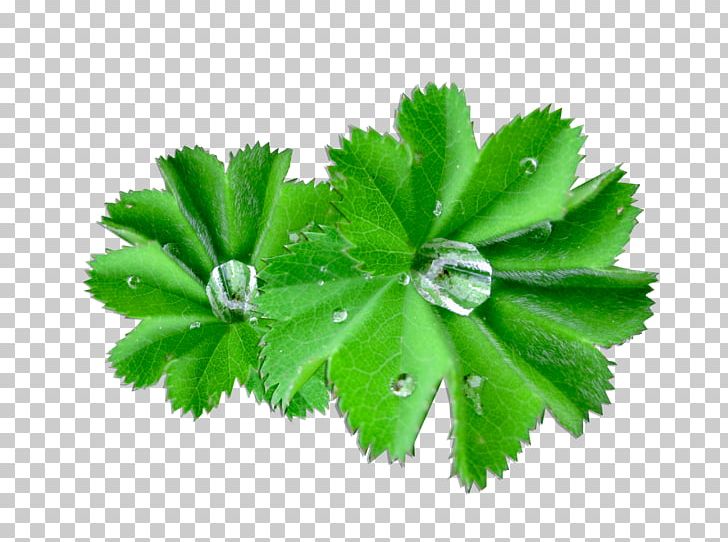 Alchemilla Vulgaris Extract Cowslip Heath Speedwell Plant PNG, Clipart,  Free PNG Download