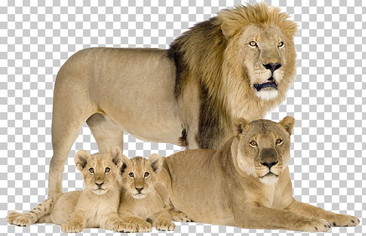 Felidae Cougar Cat Asiatic Lion Cheetah PNG, Clipart, Animal, Big, Big Cat, Big Cats, Big Lion Free PNG Download