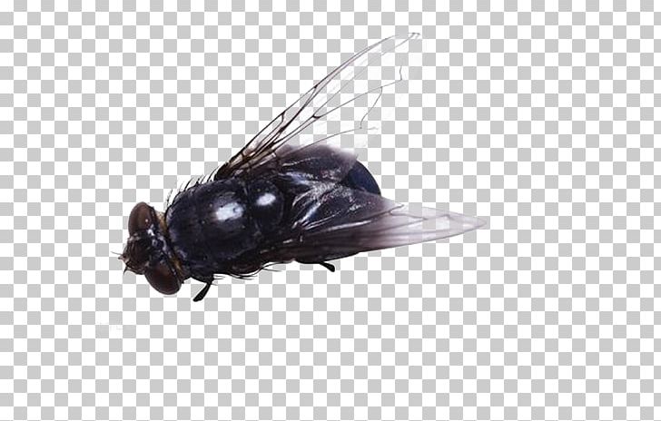 Insect Fly PNG, Clipart, Animals, Black, Decorative, Free Logo Design Template, Happy Birthday Vector Images Free PNG Download
