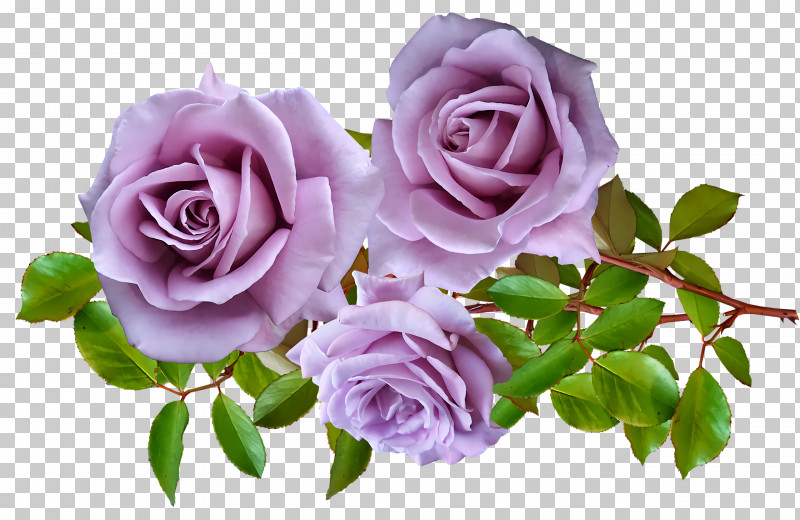 Garden Roses PNG, Clipart, Cabbage Rose, Cut Flowers, Floral Design, Floribunda, Flower Free PNG Download