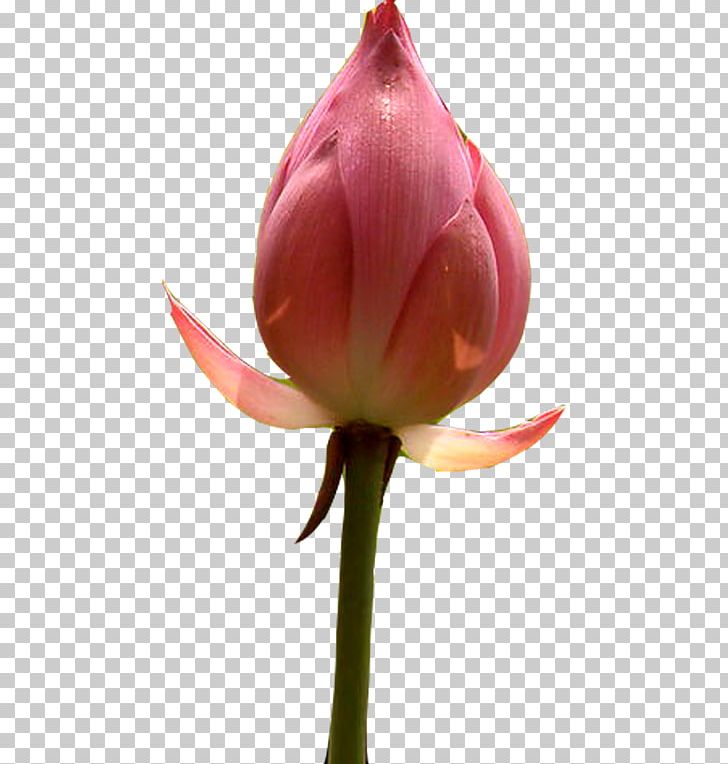 Bud Nelumbo Nucifera PNG, Clipart, Aquatic Plant, Autumn Leaf, Cut Flowers, Download, Encapsulated Postscript Free PNG Download