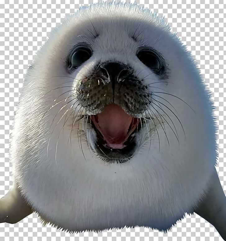 Earless Seal Baby Harp Seals Drawing Cat PNG, Clipart, 9gag, Animal