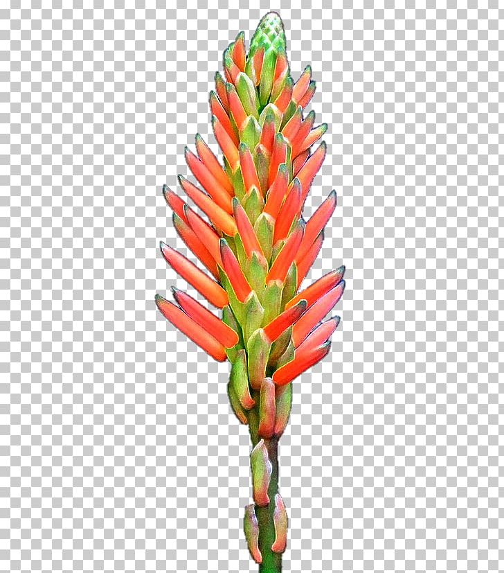 Flower Plant Stem PNG, Clipart, Alo Vera, Flower, Plant, Plant Stem Free PNG Download