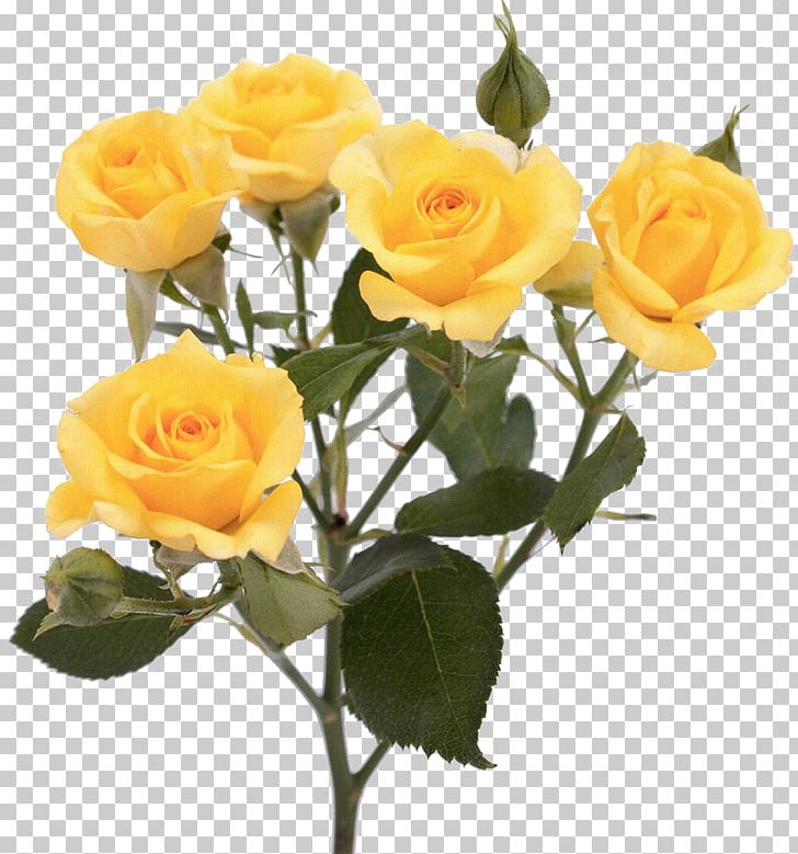 Garden Roses Flower Yellow Pink PNG, Clipart, Artificial Flower, Austrian Briar, Blue, Floral Design, Floribunda Free PNG Download