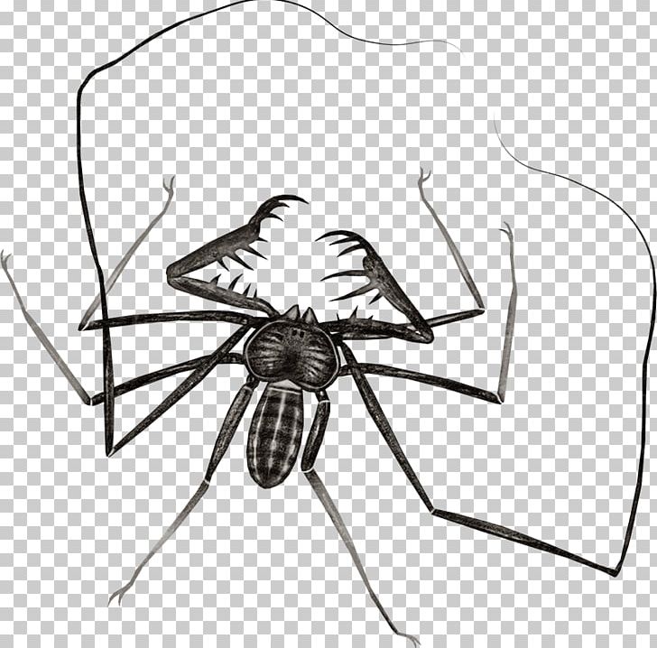 Insect Spider Drawing Butterfly PNG, Clipart, Animals, Arachnid, Arrow Sketch, Arthropod, Black And White Free PNG Download