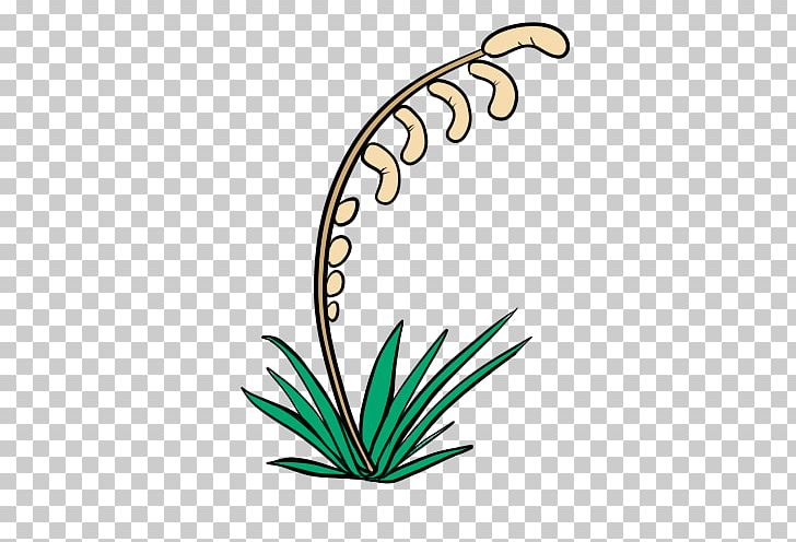 Leaf Plant Stem Flower Pollinator PNG, Clipart, Artwork, Flora, Flower, Grass, Leaf Free PNG Download