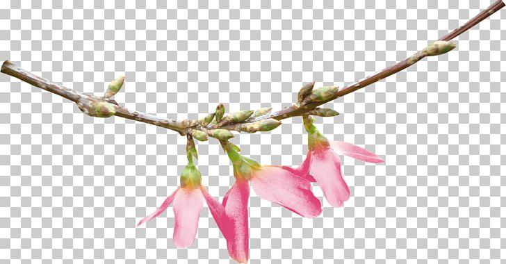 Leaf Photography Branch PNG, Clipart, Blossom, Branch, Bud, Crocus, Digital Image Free PNG Download