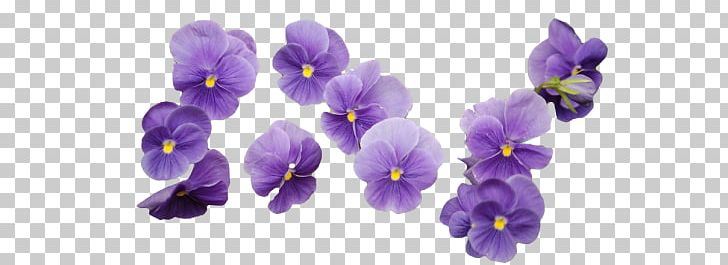 Flower Lavender Purple PNG, Clipart, Blume, Clip Art, Cluster, Desktop Wallpaper, Flower Free PNG Download