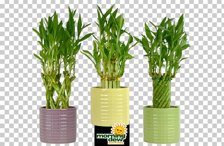Lucky Bamboo Houseplant Flowerpot Tropical Woody Bamboos PNG, Clipart, Bamboos, Ceramic, Flowerpot, Garden, Grasses Free PNG Download