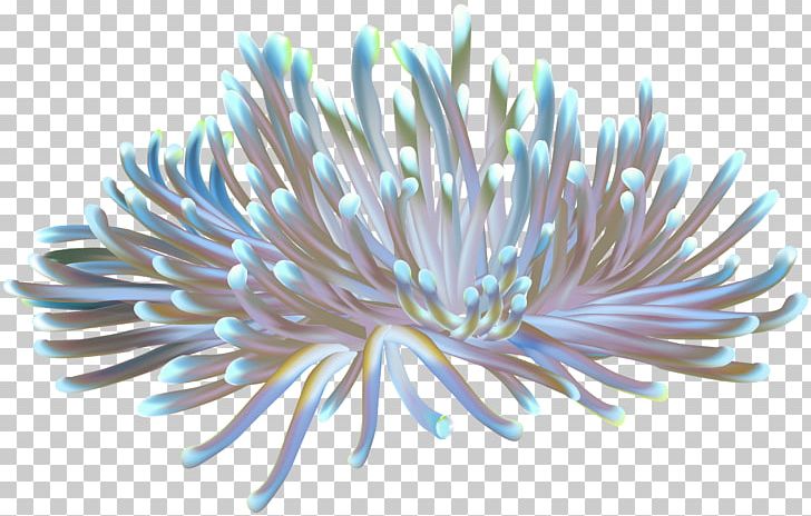 Sea Anemone Coral PNG, Clipart, Art, Brain Coral, Clip Art, Coral, Desktop Wallpaper Free PNG Download
