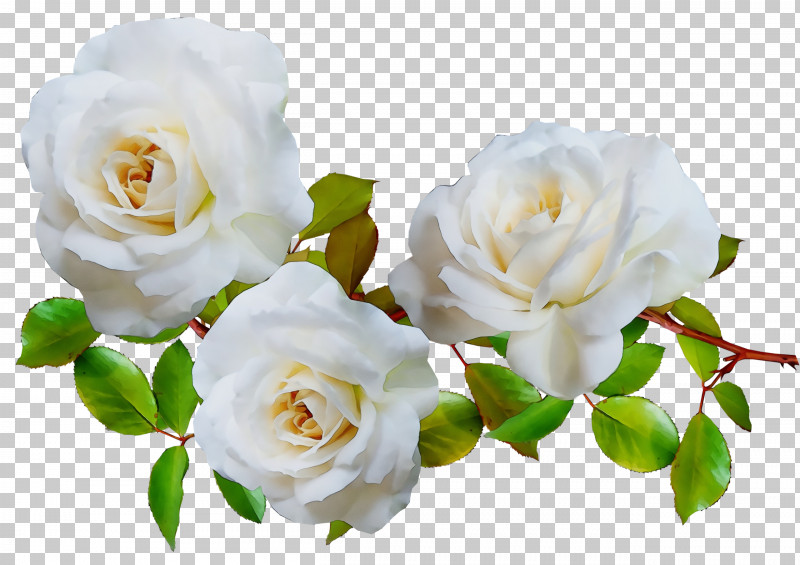 Garden Roses PNG, Clipart, Cabbage Rose, Floral Design, Floribunda, Flower, Flower Bouquet Free PNG Download