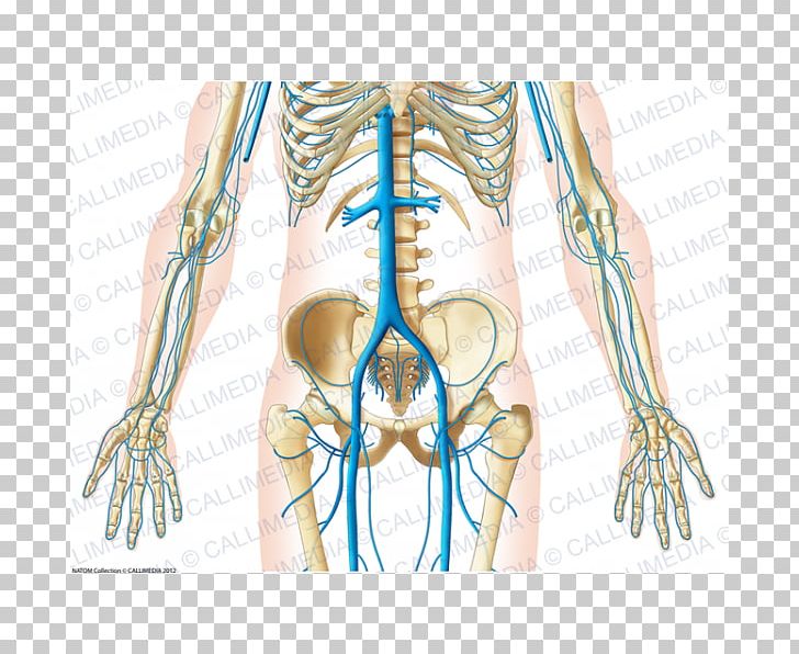 Finger Pelvis Vein Human Anatomy PNG, Clipart, Abdomen, Anatomy, Arm, Artery, Blood Vessel Free PNG Download