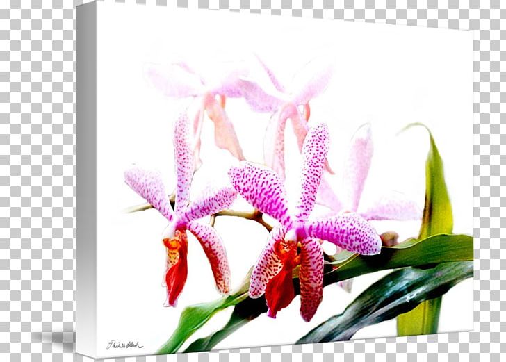 Moth Orchids Cattleya Orchids Dendrobium Cut Flowers Floral Design PNG, Clipart, Art, Cattleya, Cattleya Orchids, Cut Flowers, Dendrobium Free PNG Download