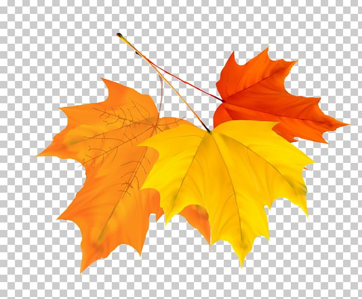 Qiufen Leaf Autumn Solar Term PNG, Clipart, Autumn Leaf Color, Autumn Vector, Cdr, Color Splash, Fall Leaves Free PNG Download