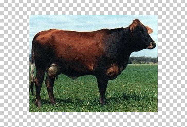 jersey ayrshire cattle