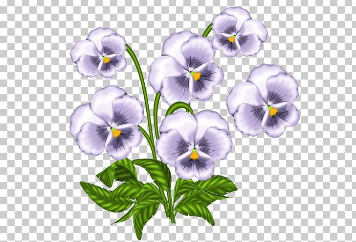 African Violets Pansy PNG, Clipart, African Violets, Blumen, Cicek, Cicek Resimleri, Flower Free PNG Download